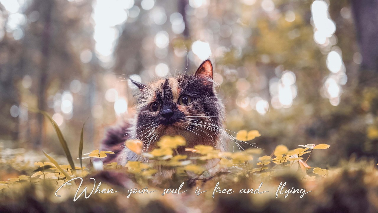 Curious cat in the autumn forest, Natural atmosphere, Cold wind