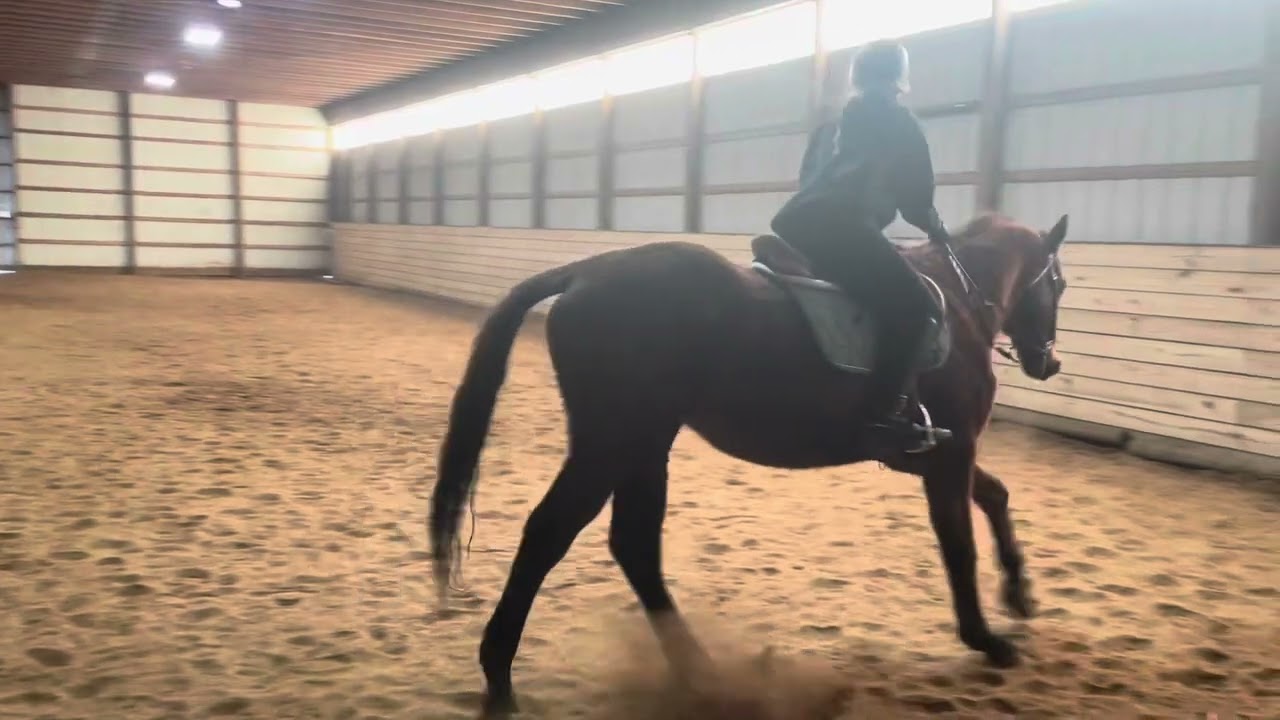 Ashley Hibma-Delaware Valley Riding Evaluation Video