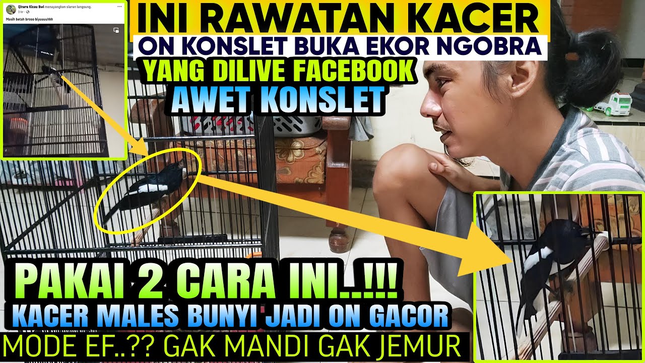 PAKAI 2 CARA INI ⁉️ KOK JADI GACOR BUKA EKOR ‼️ KACER MACET+KACER DROP+KACER BISU+KACER MALES BUNYI
