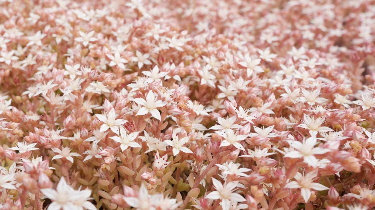 #371【セダムのお花にご注意を】このままだと傷みます。お花が咲いたときのお手入れ。