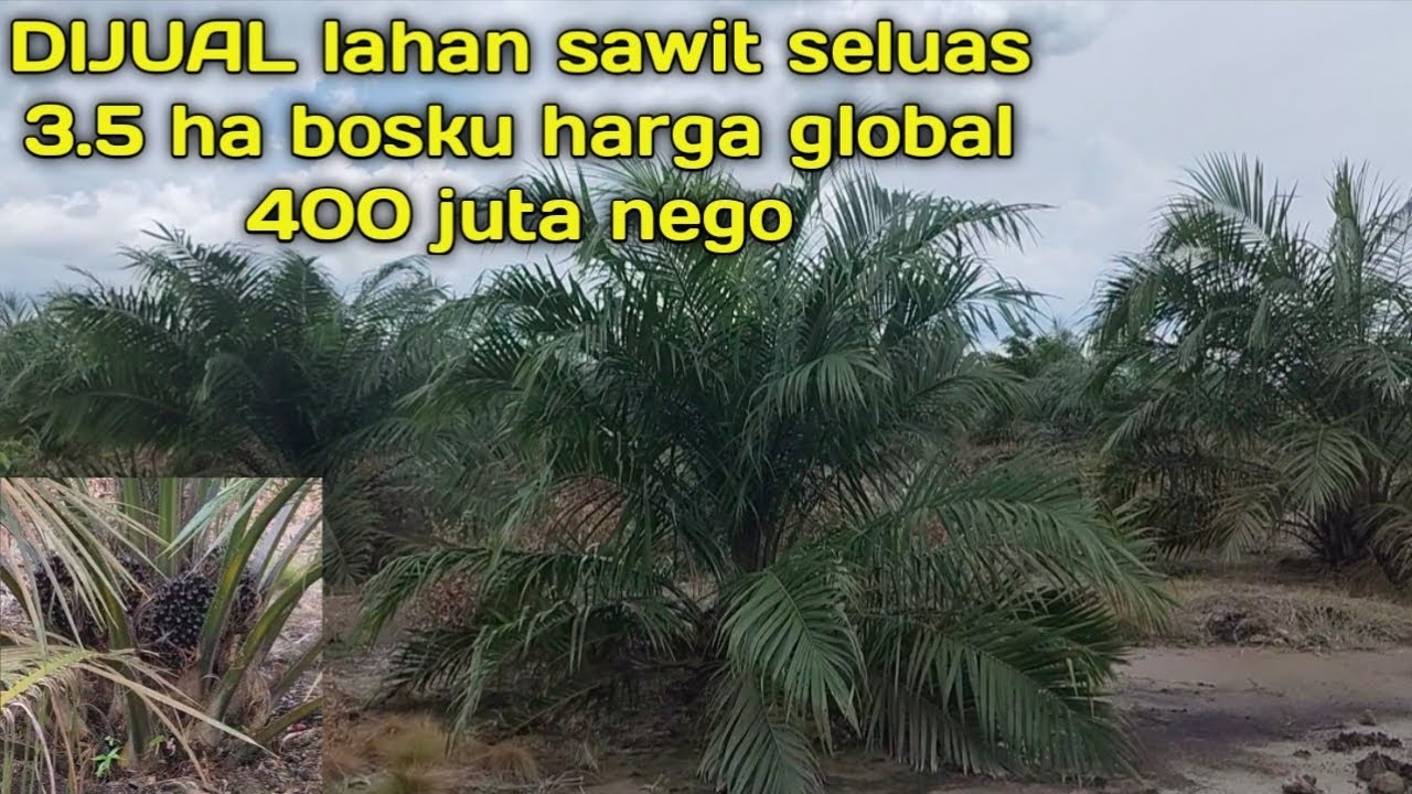 Dijual lhan sawit seluas 3.5 harga global 400 juta nego sampai jadi