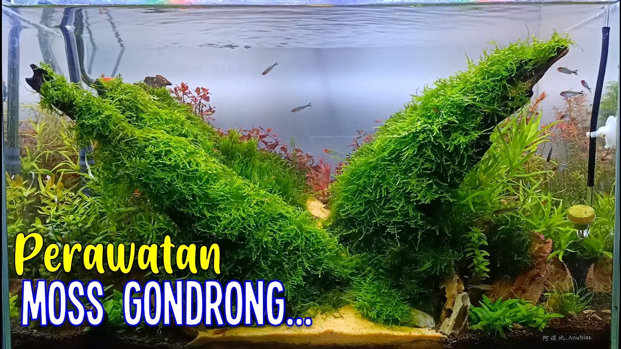 Setting dan Perawatan Aquascape Moss Natural 60cm