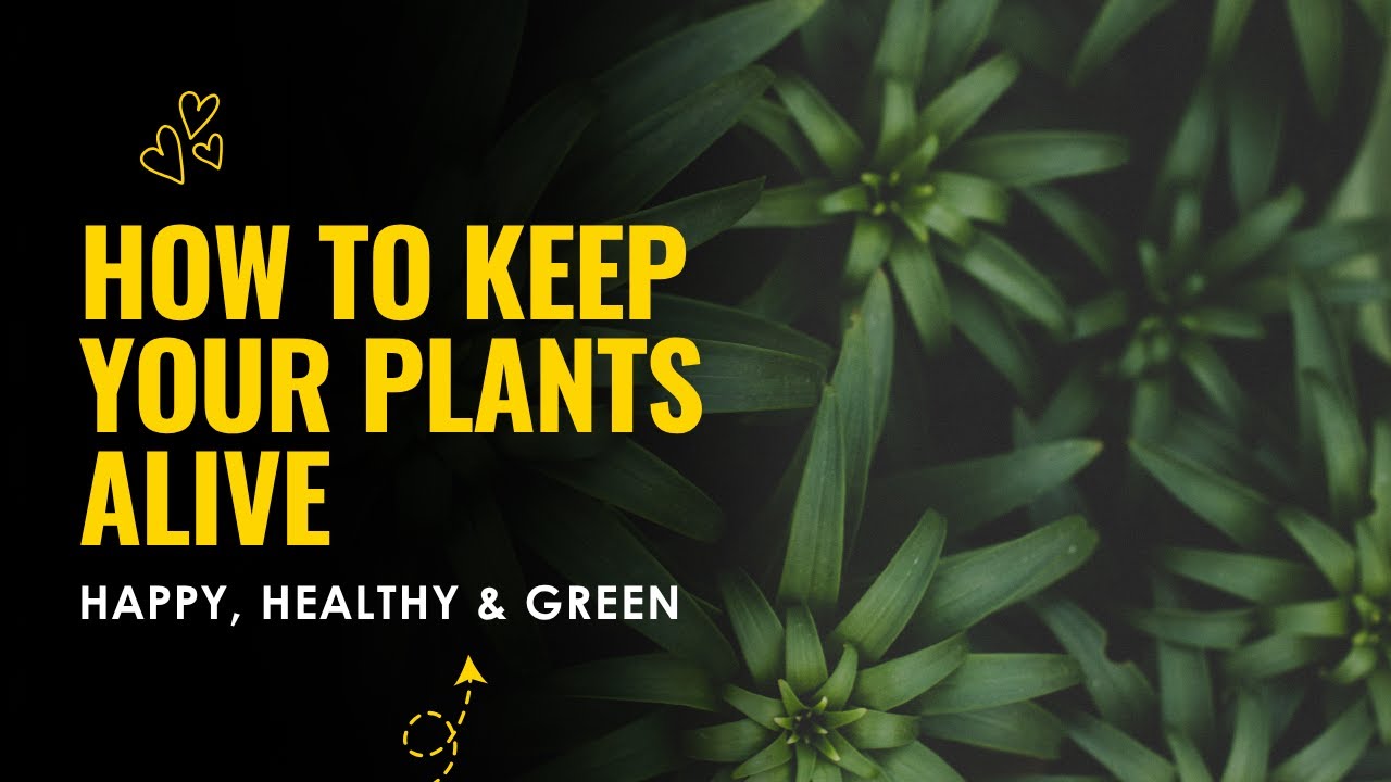 How to Keep Your Plants Alive & Thriving | Easy Plant Care Tips for Beginners