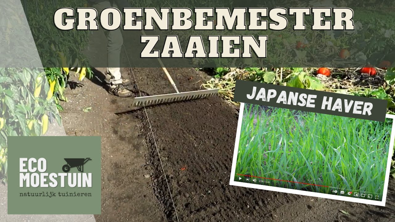 Groenbemester zaaien