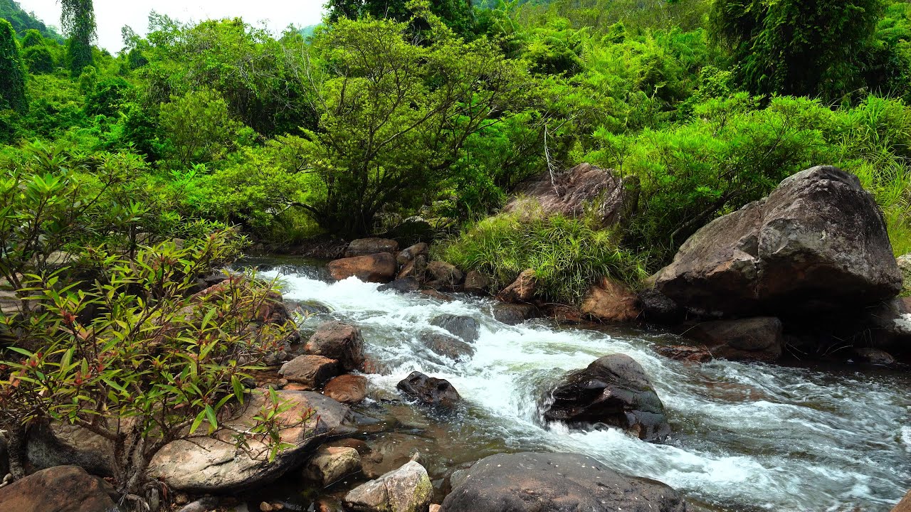 Relax with Clear Streams, Chirping Birds & Serene Forest Sounds Calming ASMR