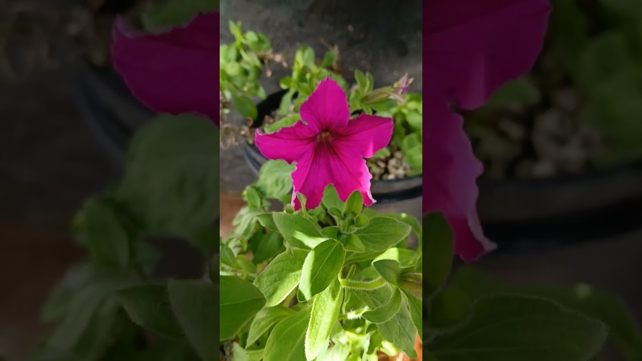 Firefly petunia breeding 