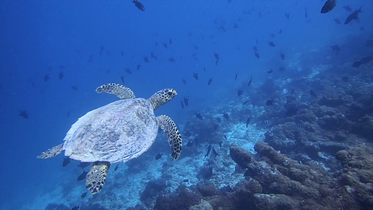 Olive Ridley Project Turtle  Research Expedition