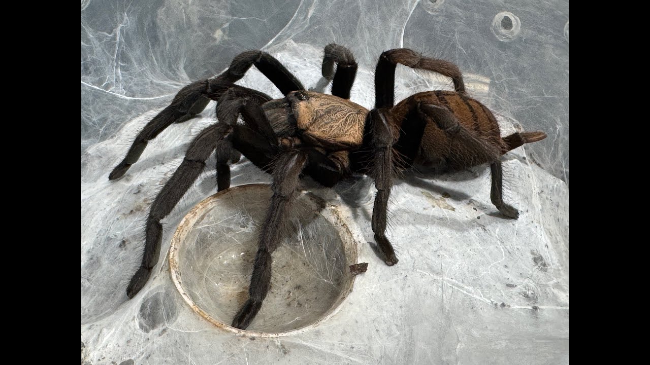 Breeding Tarantulas  what to look for