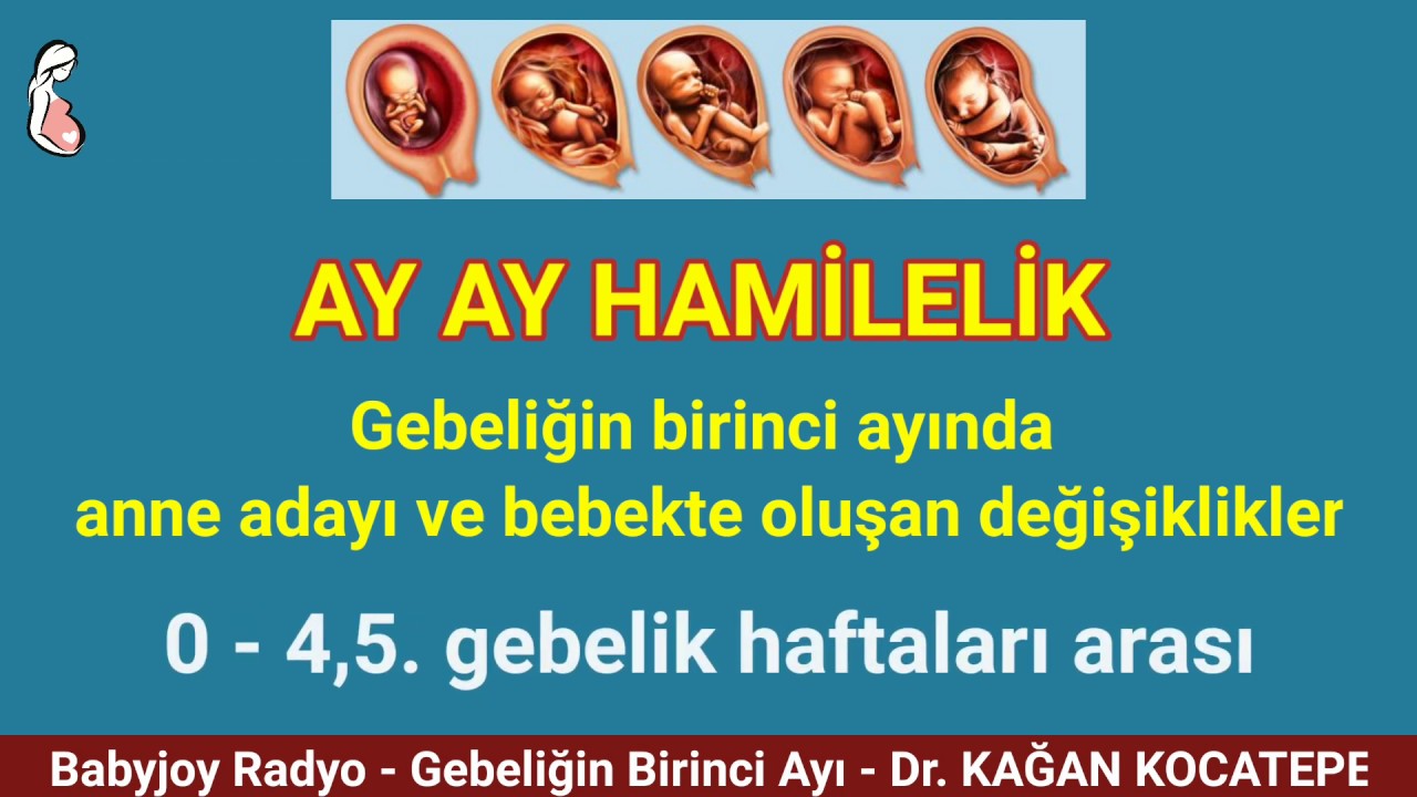 GEBELİKTE 1. AY (~İLK 4.5 HAFTA). ANNE ADAYI NELER YAŞAR VE HİSSEDER? BEBEKTE NE GELİŞMELER OLUR?