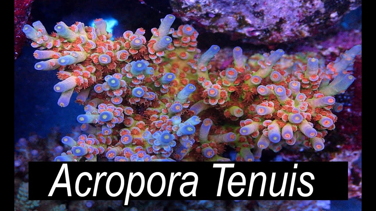 The Easiest Acropora - Acropora Tenuis