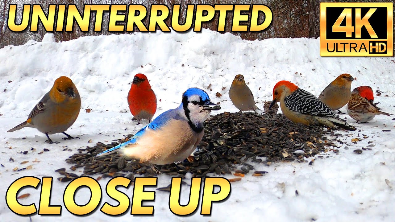 Birds Eating Seeds for Cats and ASMR Sounds, Nature 4k