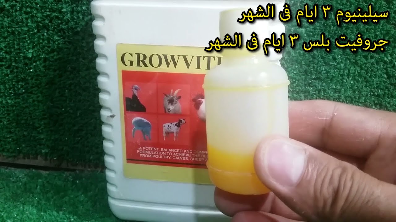 الحمام لو قاطع بيض هايكررر بيض