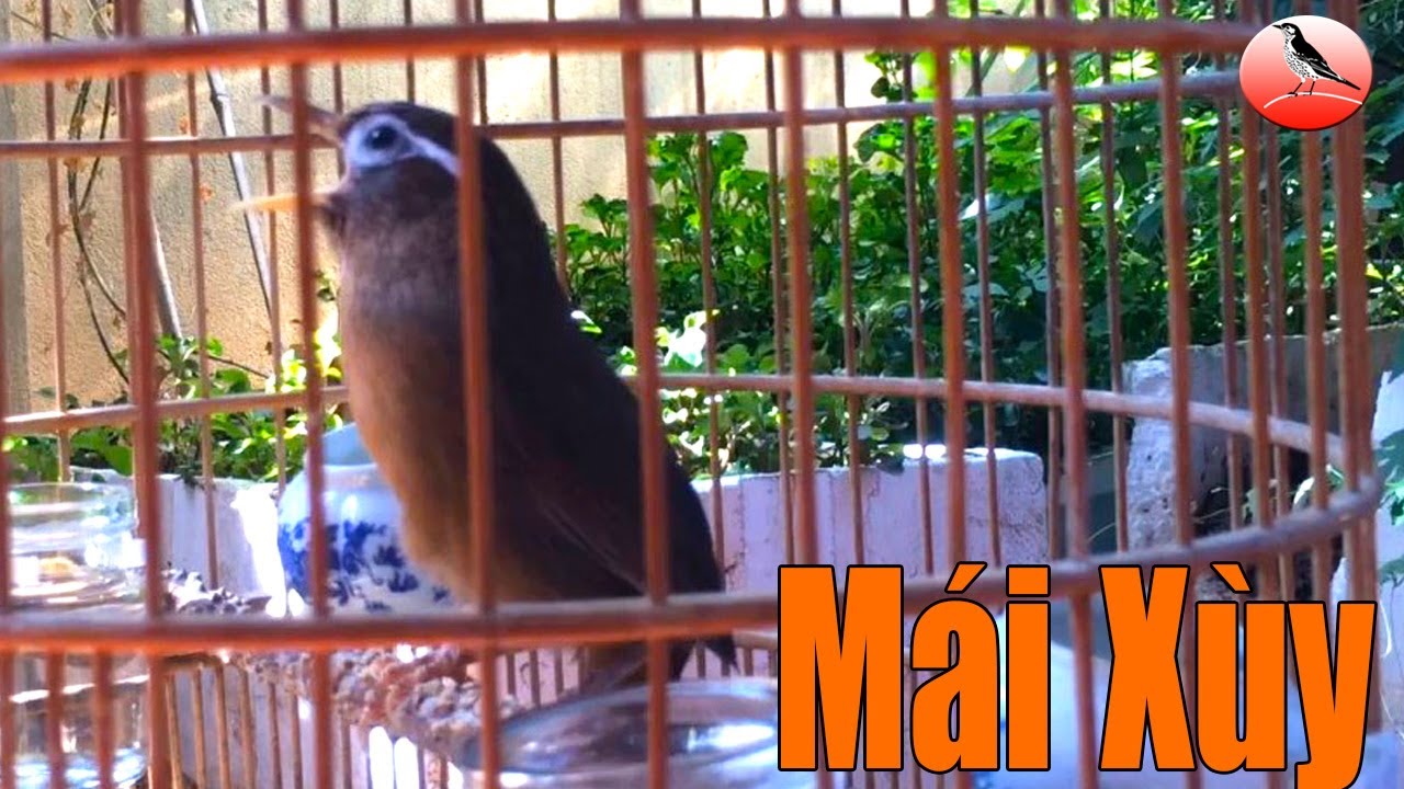 Tiếng họa mi mái xùy kích trống liên tục căng đấu siêu dụ trống hót cả ngày