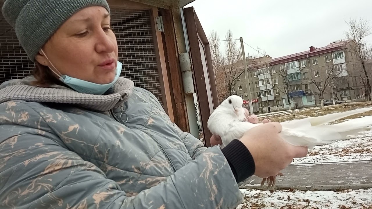 Распродажа голубей, в связи с уходом в мир иной голубевода Александра  Калачара, г. Новокуйбышевск.