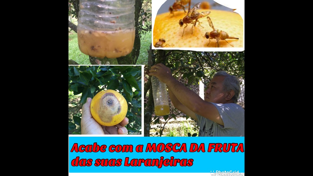 Como Combater a Mosca da fruta nas Laranjeiras