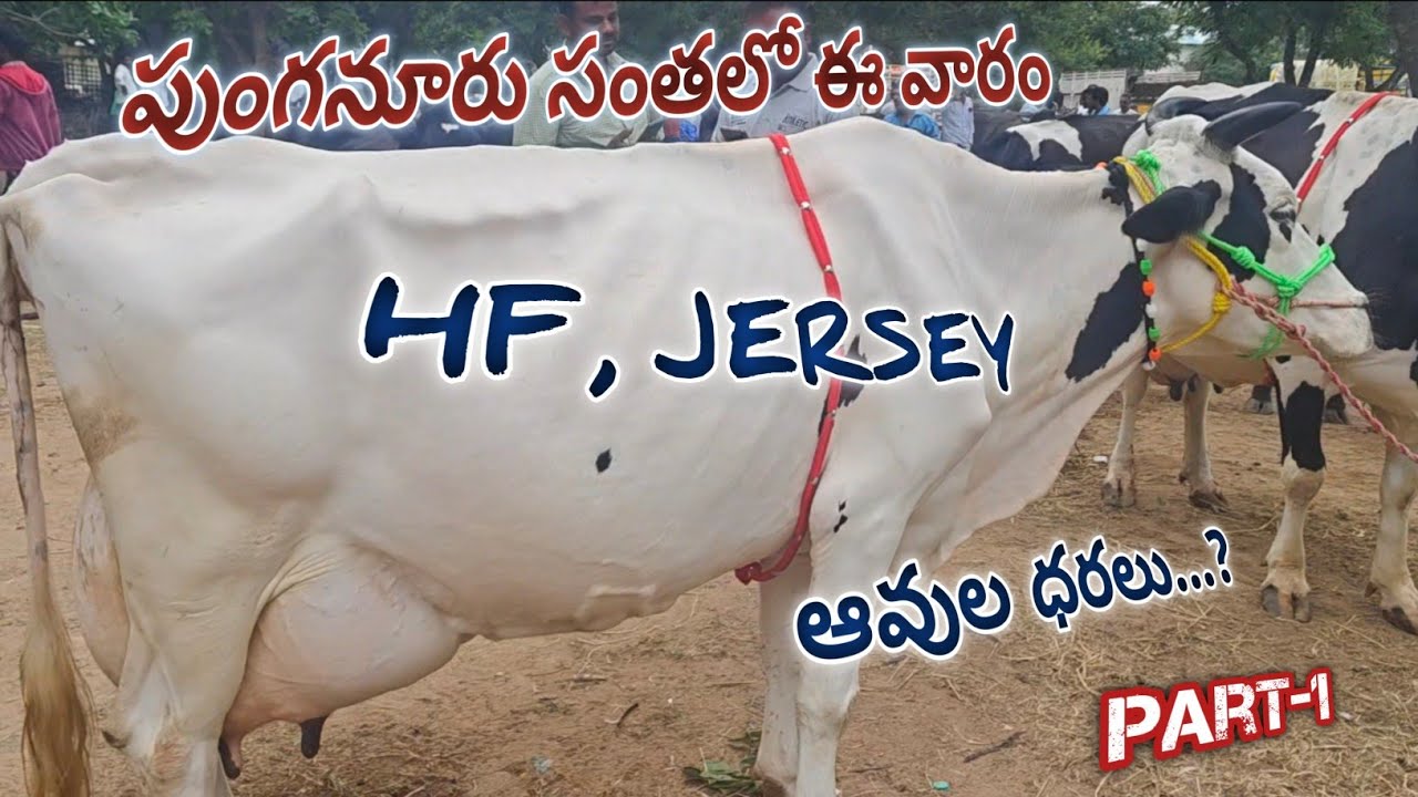 ప్రతి బుధవారం పుంగనూరు లో జరిగే HF JERSEY ఆవుల సంత