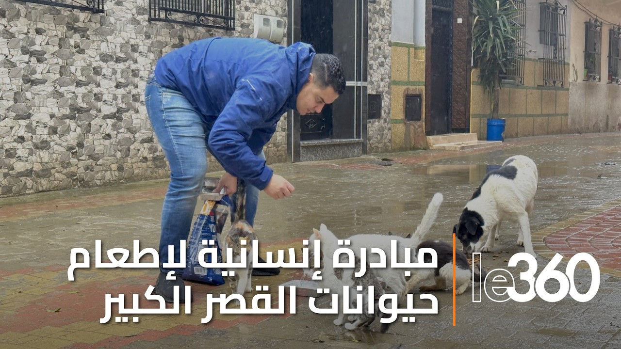 شاب طنجاوي يجند نفسه لإطعام قطط وكلاب جائعة بشوارع القصر الكبير بعد الفيضانات