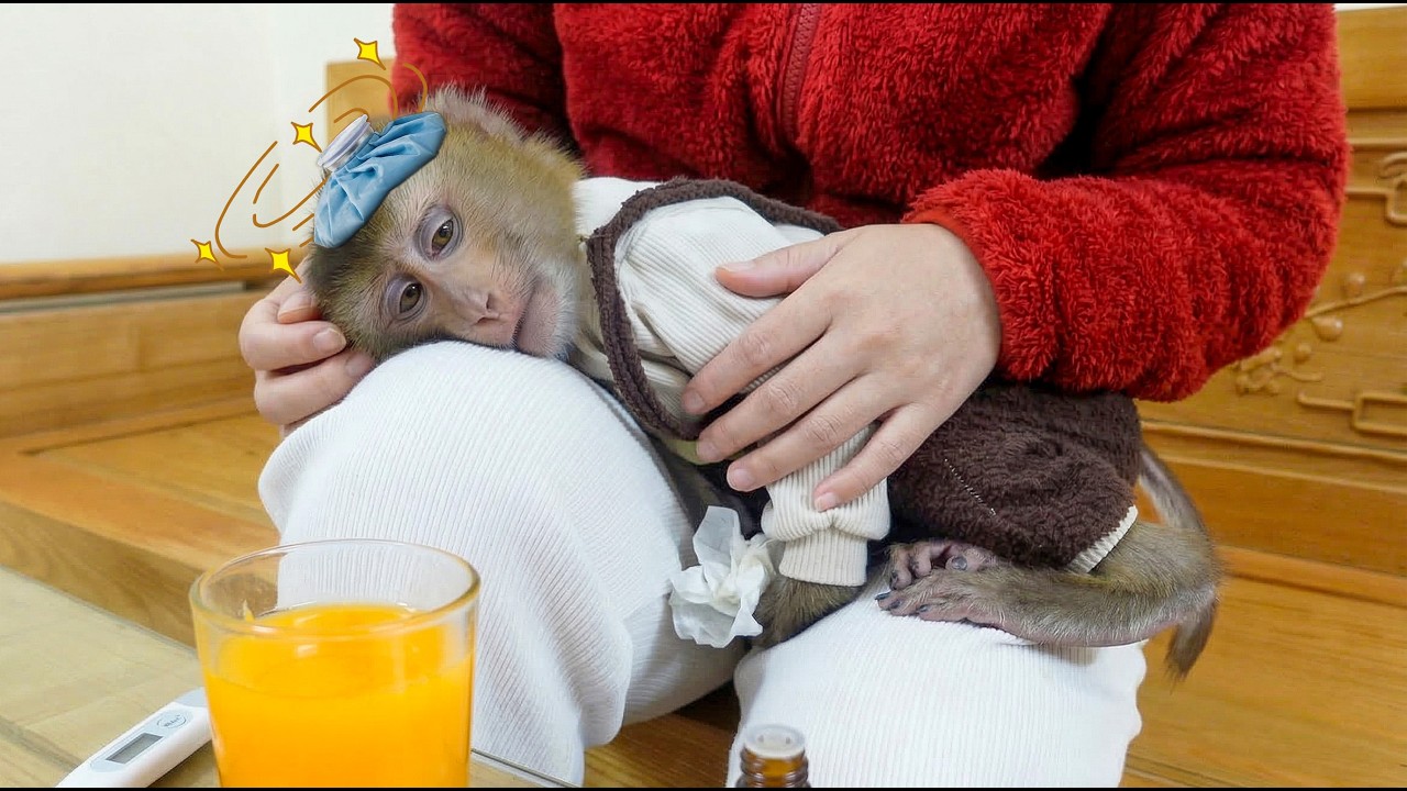 Pupu monkey are sick and weak due to the sudden change in weather.