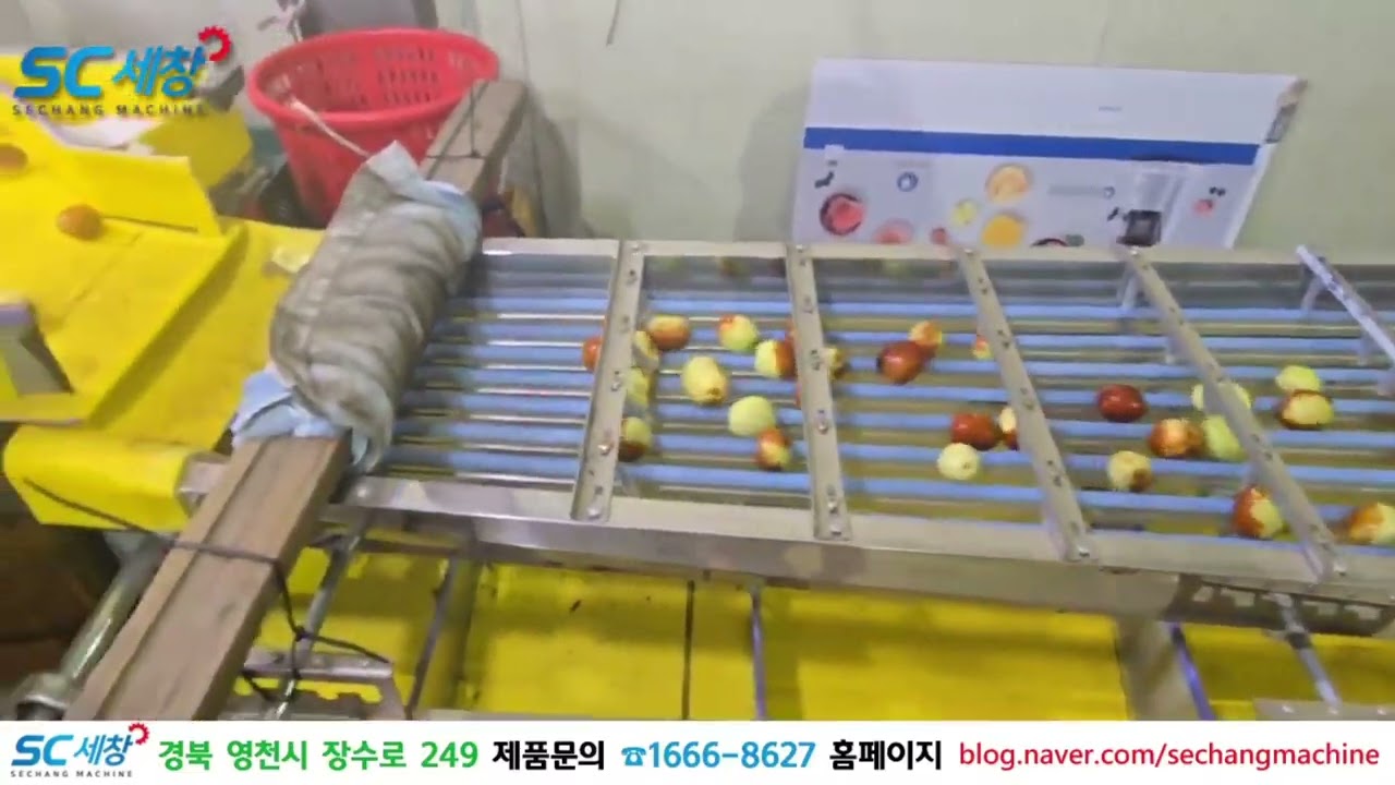세창기계 실리콘선별기 대추 선별영상@@