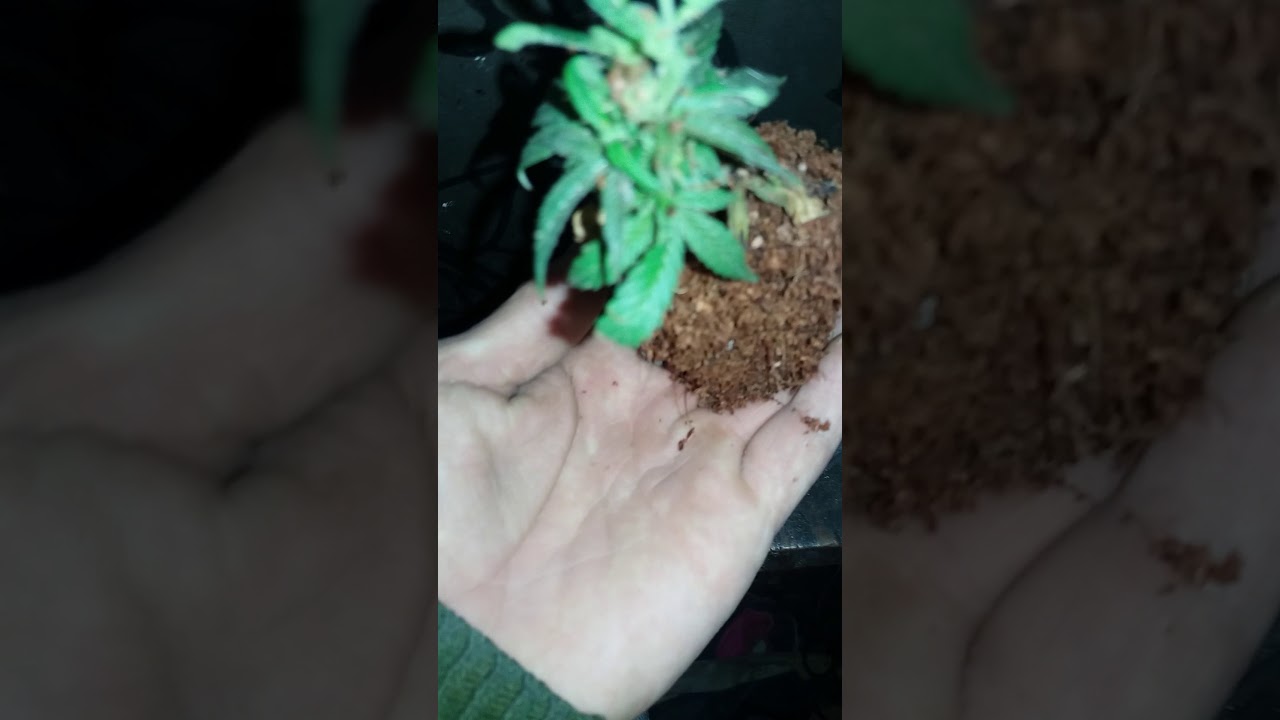 #DonTricomaking  #AutoCultivo #20SonLegales #AutoCultivo #Ti8Trc8ma #HempWorld #Esquejes