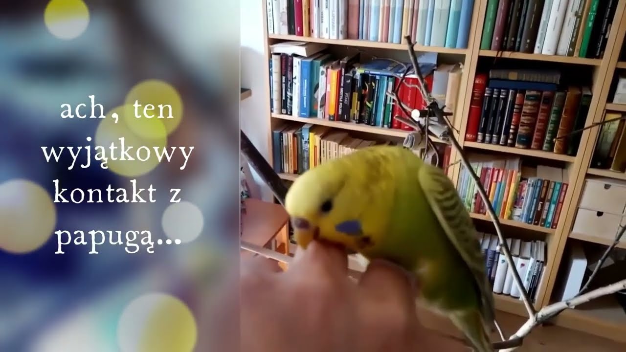 papugi bez ściemy cz. II