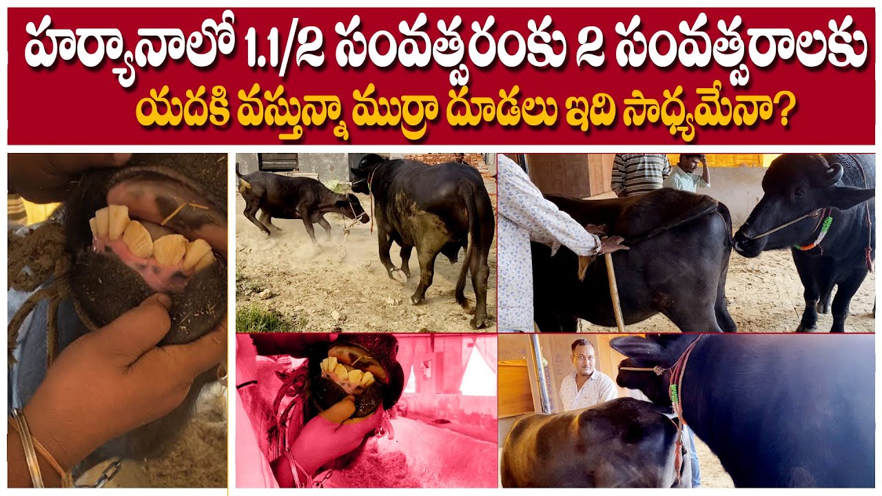 Vary good mitting in Murrah Buffalo || 2.1/2 years MurrahBuffalo crossing || i3MEDIA in Haryana