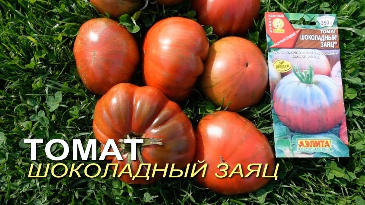 Томат ШОКОЛАДНЫЙ ЗАЯЦ. Обзор сортов ТОМАТОВ!