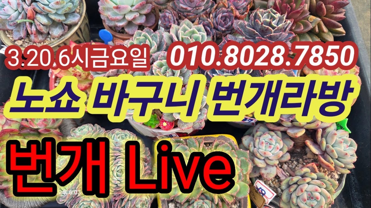 매니아 분포다육이 💥노쇼바구니 번개라방 3.20.금요일 6시 라이브  💥 연락처 010.8028.7850
