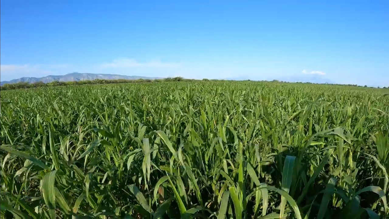 SORGO FORRAJERO !!!