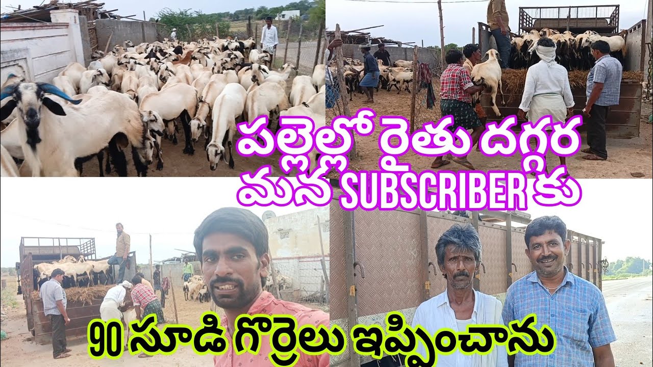 పల్లెల్లో రైతు దగ్గర  గొర్రెలు 90 సూడి గొర్రెలు నా subscriber కు లోడ్ పంపించాను (6305662856) 23-9-24