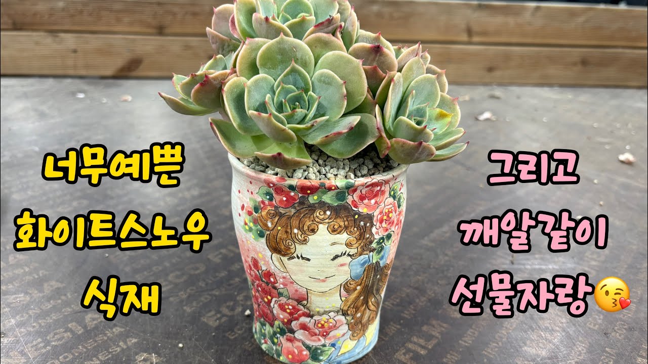 [정말예쁜 화이트스노우 식재해요~😆]역시 백설공주라서 예쁜가?