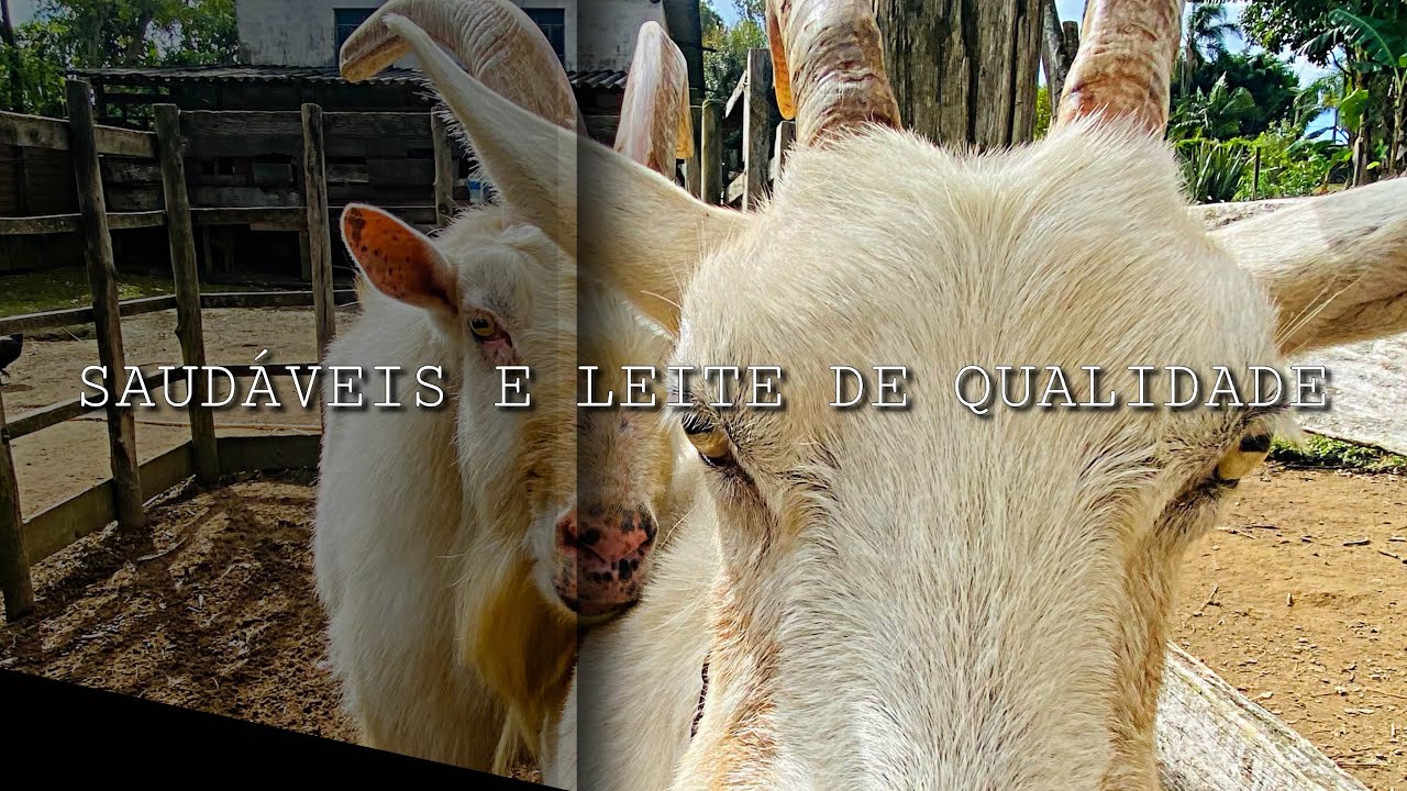 Vem Dronear Rural | Capril : Cabra Leiteira Saanen - Aprenda a  Criar