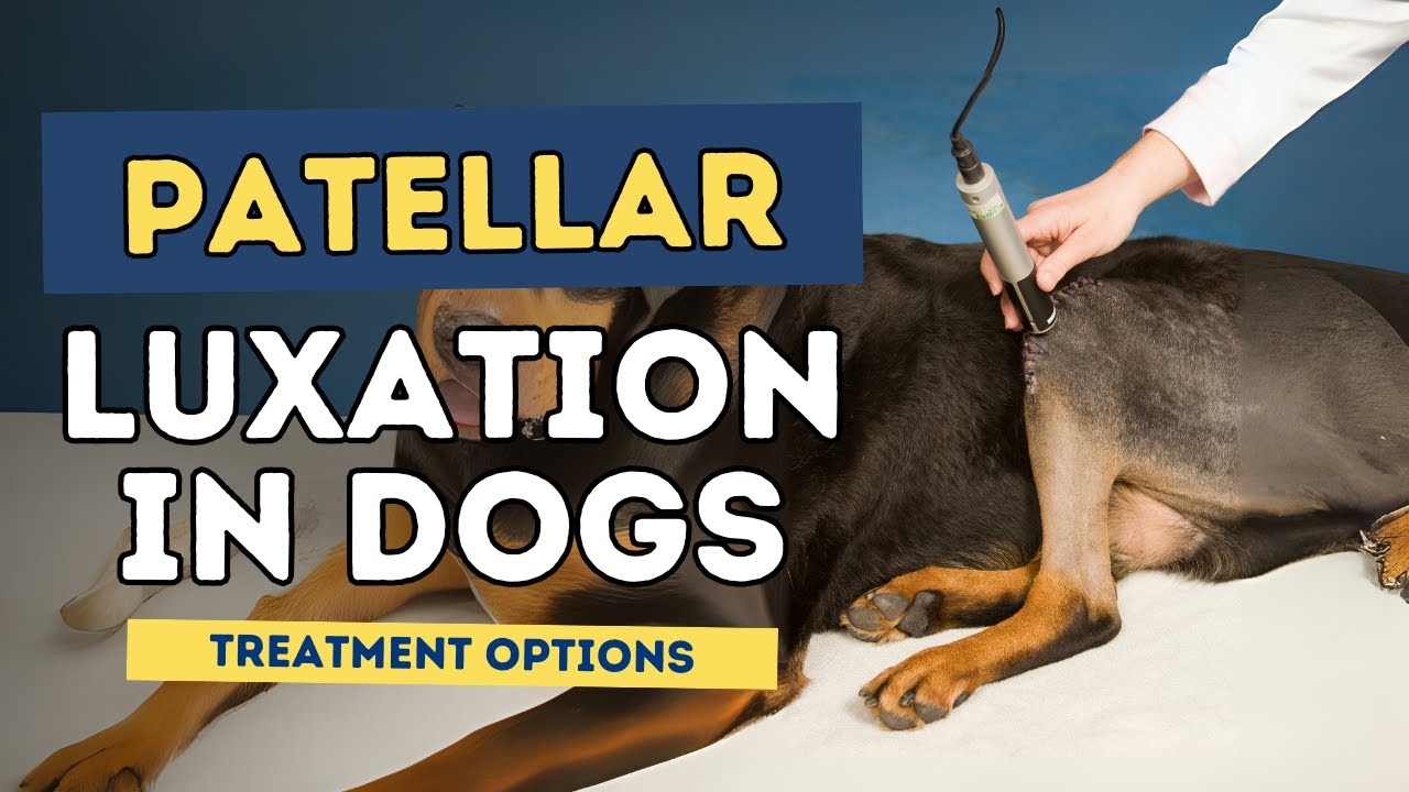 Patellar Luxation in Dogs | Causes, Symptoms, and Treatment Options
