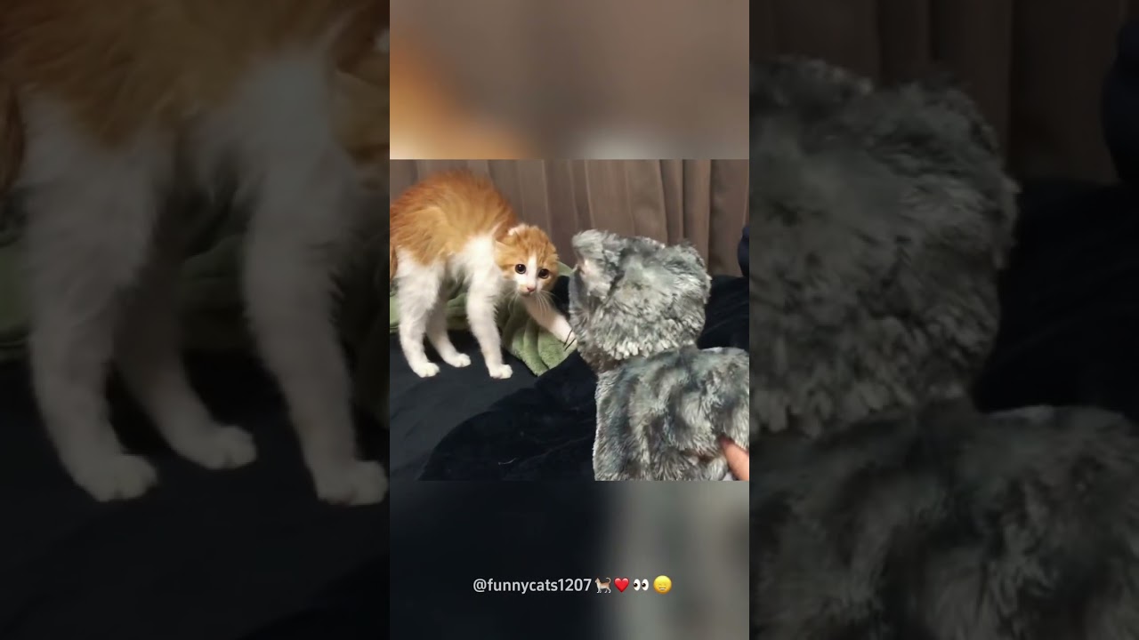 Cat mask prank 💁😼🐱#crazypets #funnycat #funny #funnyanimal