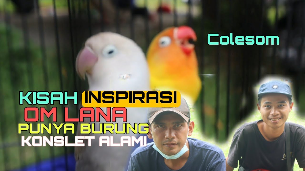 KONSLET ALAMI Kisah nyata lovebird mania cipinang muara jakarta timur punya lovebird konslet alami