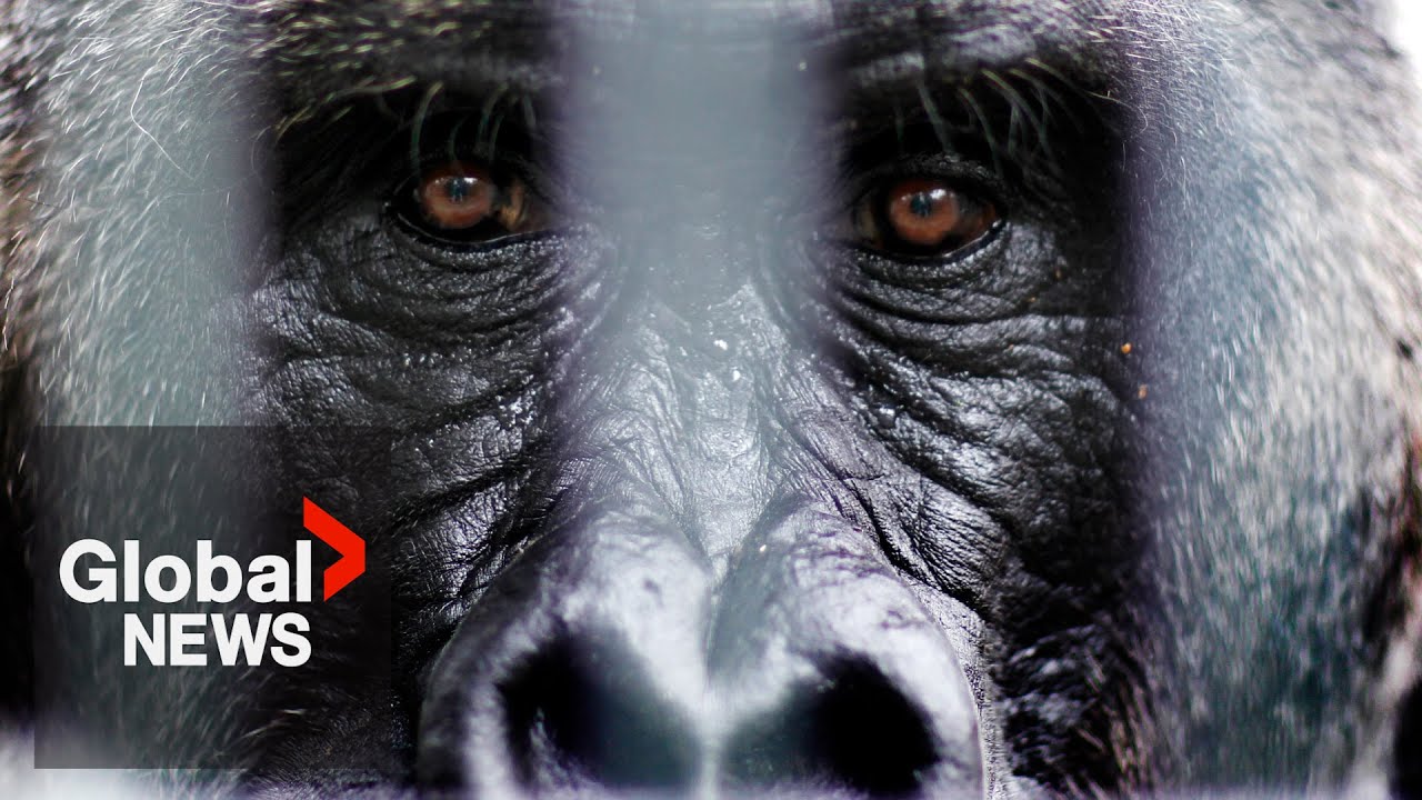 ‘Charles’ the gorilla passes away after 50 years at Toronto Zoo