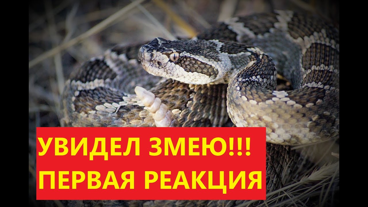 Змеи Флориды. Опасные и безвредные.