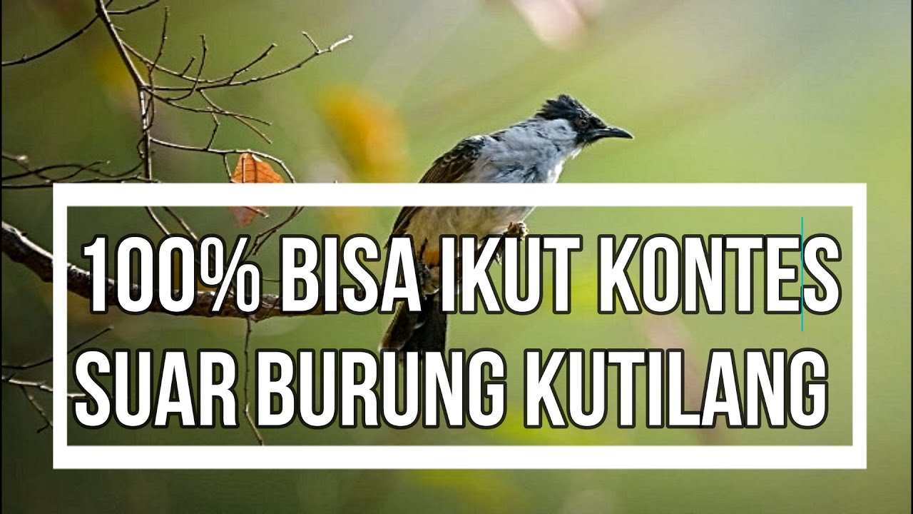 Bisa Ikut Kontes Suara Burung Kutilang
