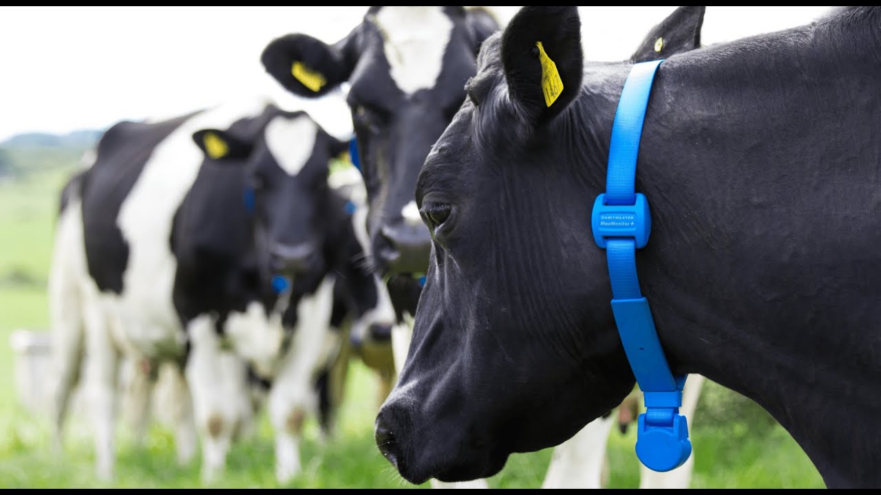 DAIRYMASTER (INTERNATIONAL VIDEO)