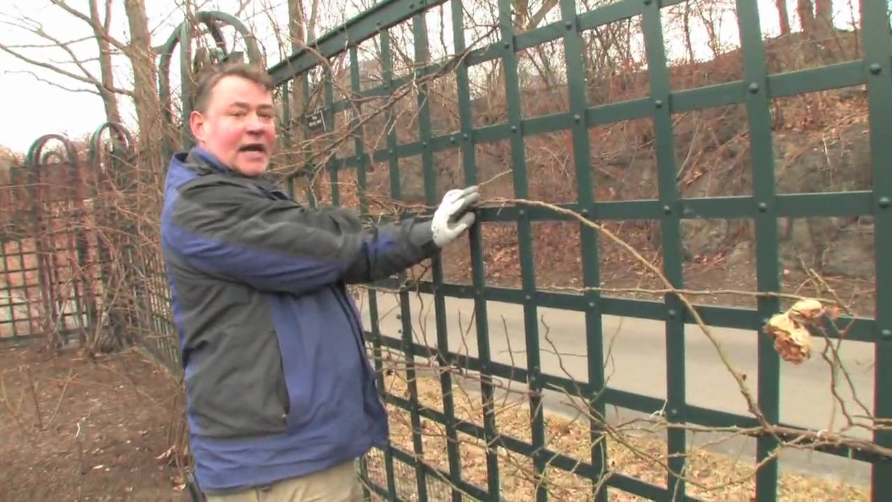 Training Climbing roses with Peter Kukielski