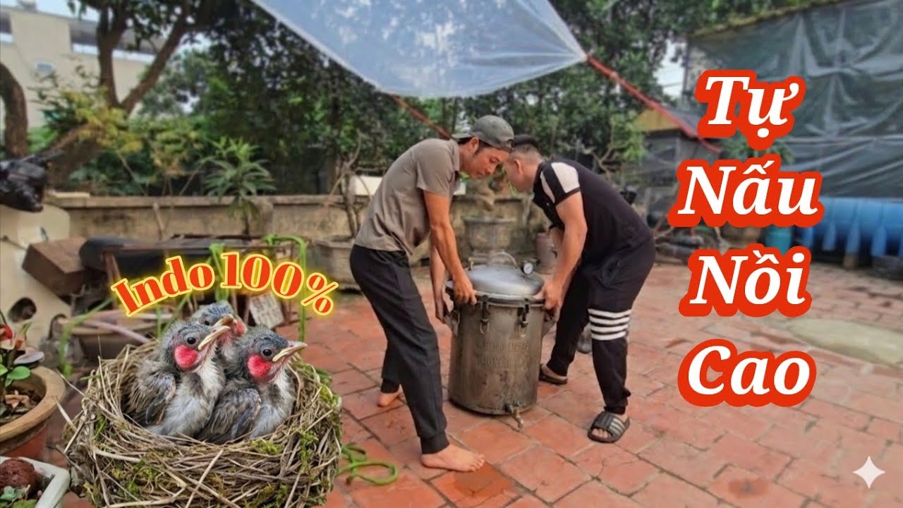 Vui Mừng Tổ Bạch Indo Nở Ngày Nấu Nồi Cao Thứ 2 / HIỆP CUỘI TV