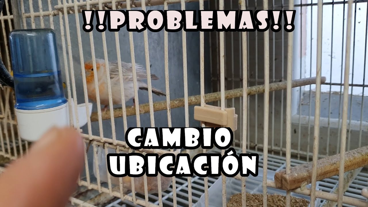 💥PROBLEMAS al Cambiar PÁJAROS de Ubicación
