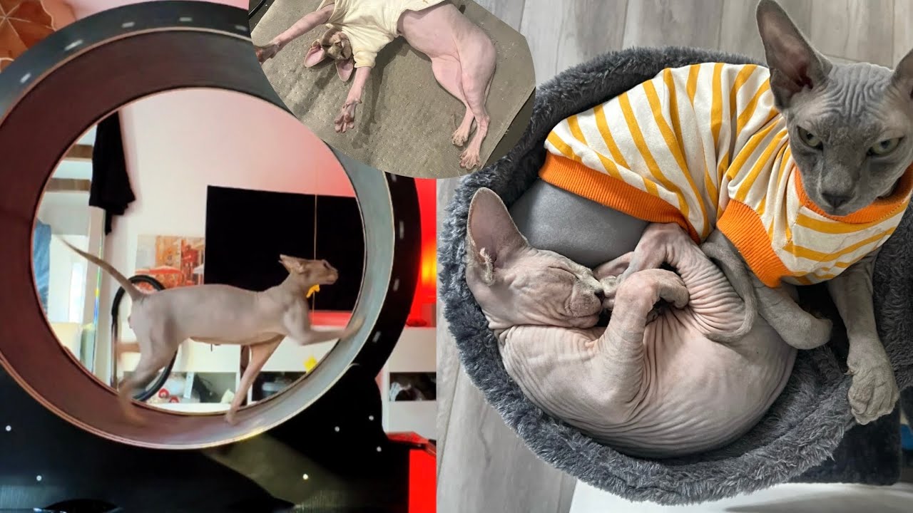 Sphynx Cats Will Do Anything For Attention!! 𝓒𝓸𝓶𝓹𝓲𝓵𝓪𝓽𝓲𝓸𝓷