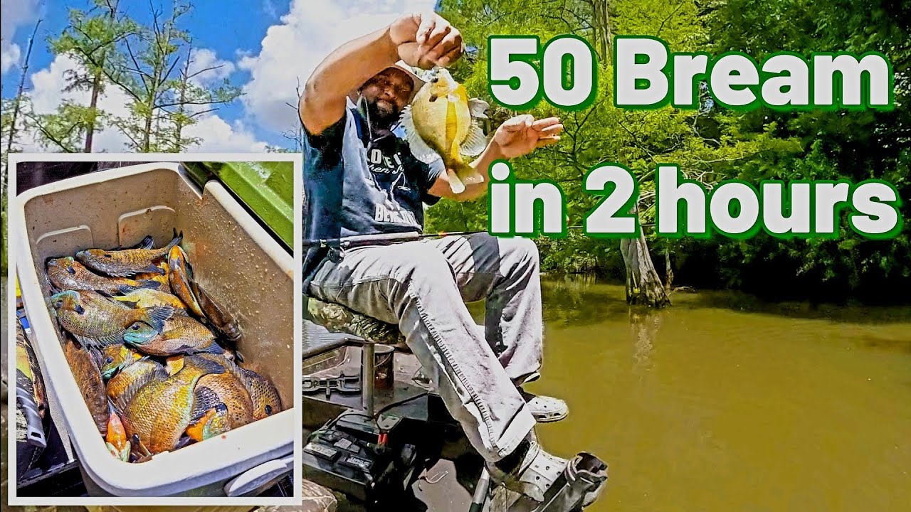 Bream Fishing at Lake Wallace - Caught 50 bream in 2 hours