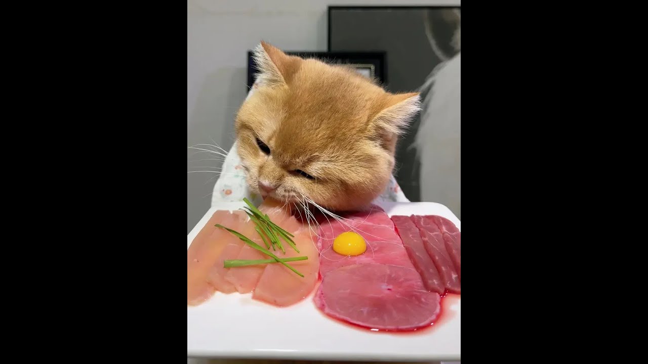 Start feeding your electronic pet 