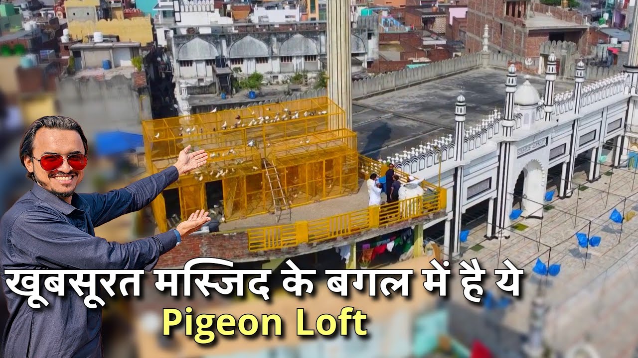 Raja Bhai's Pigeon Loft and Tournament Preparation - The Home Sanctuary