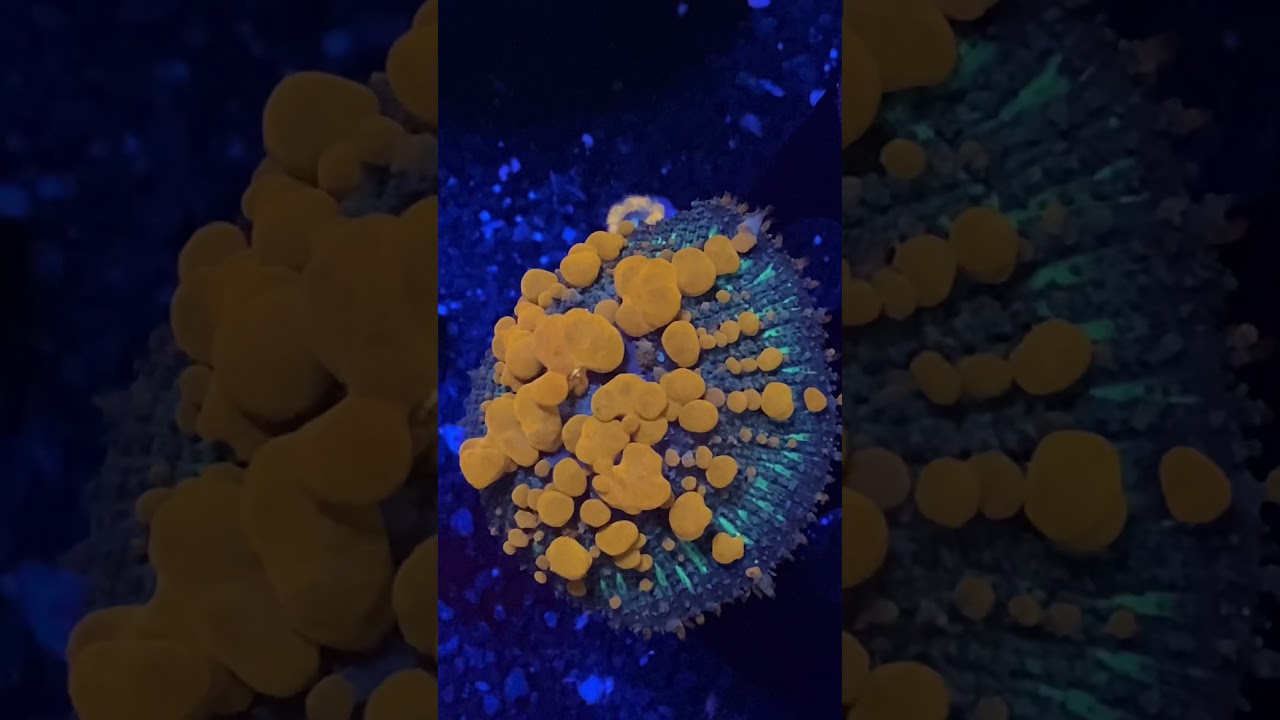 Reef Tank: Sunkist Bounce Mushroom