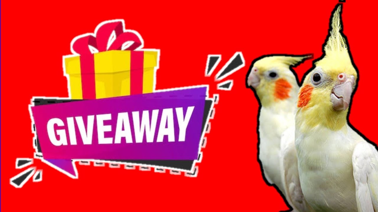 10k special giveaway|DON'T MISS| V2BIRDS
