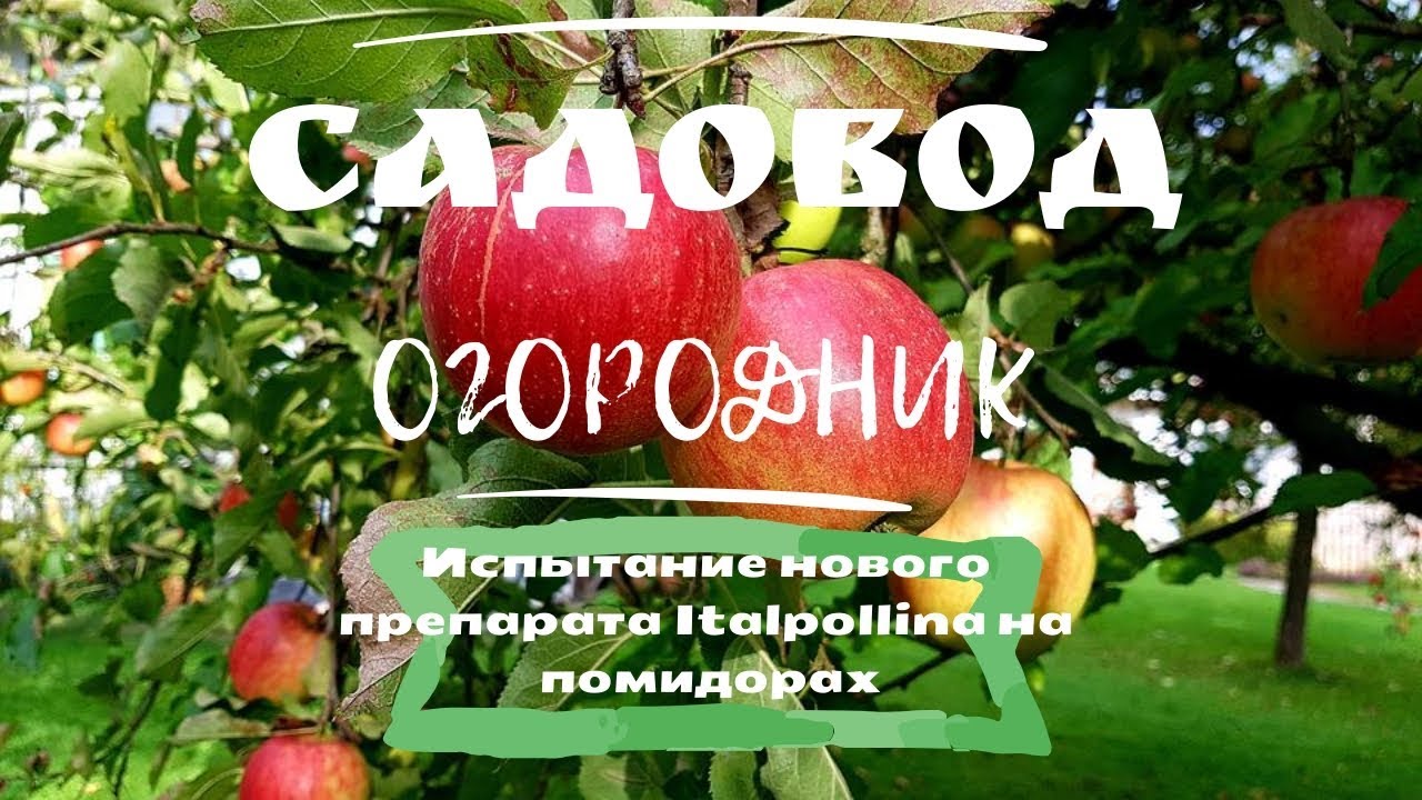 Испытание нового препарата Italpollina на помидорах