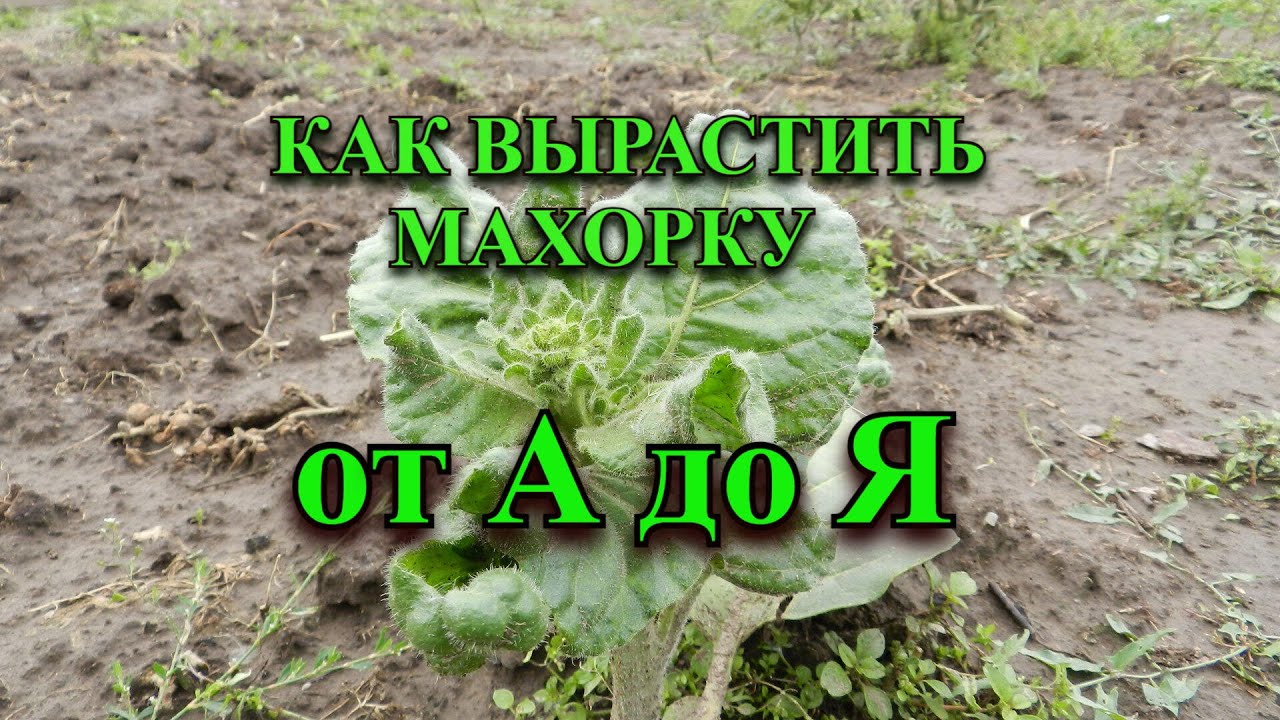 Как выращивать махорку
